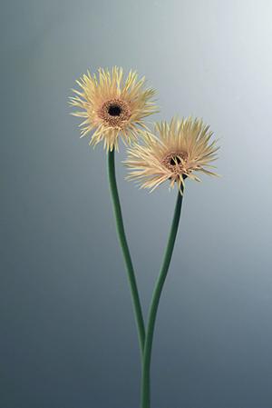 千葉市稲毛区にあるタカラスタンダード千葉ショールームの魅力と店舗情報