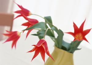 家具の買取を取り扱っているコルト